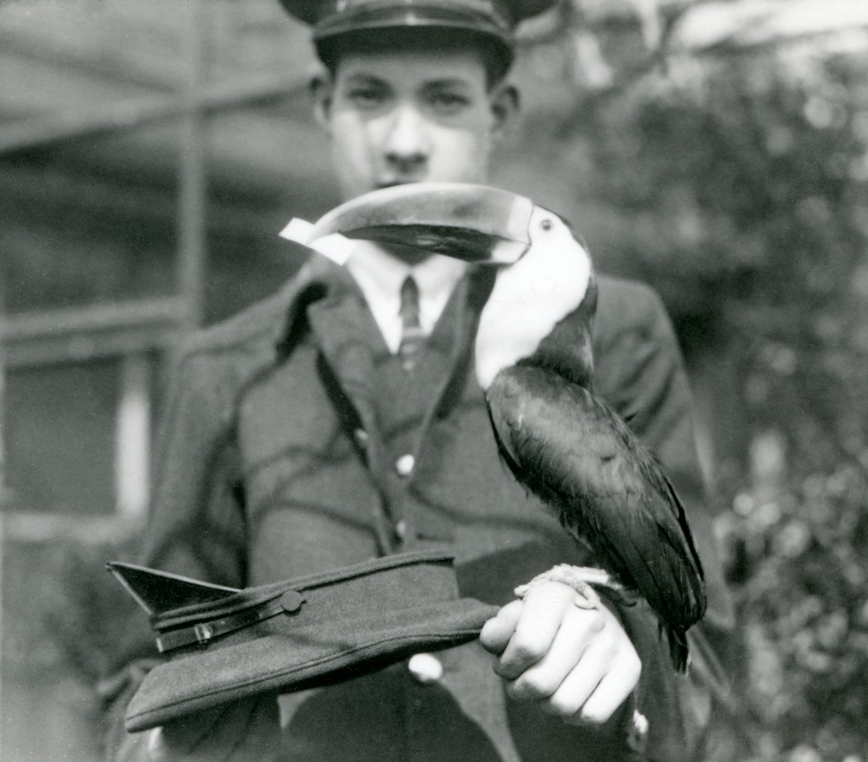 A Red-billed Toucan draws a ticket from a hat, held by keeper C. Hersey by Frederick William Bond