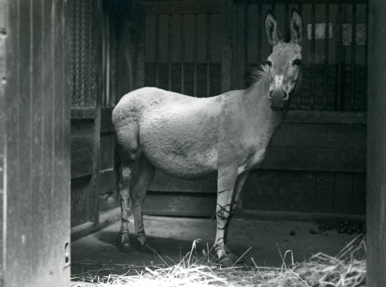 A Somali Wild Ass at London Zoo, 1915. The Somali Wild Ass is an endangered subspecies of the African Wild Ass. by Frederick William Bond