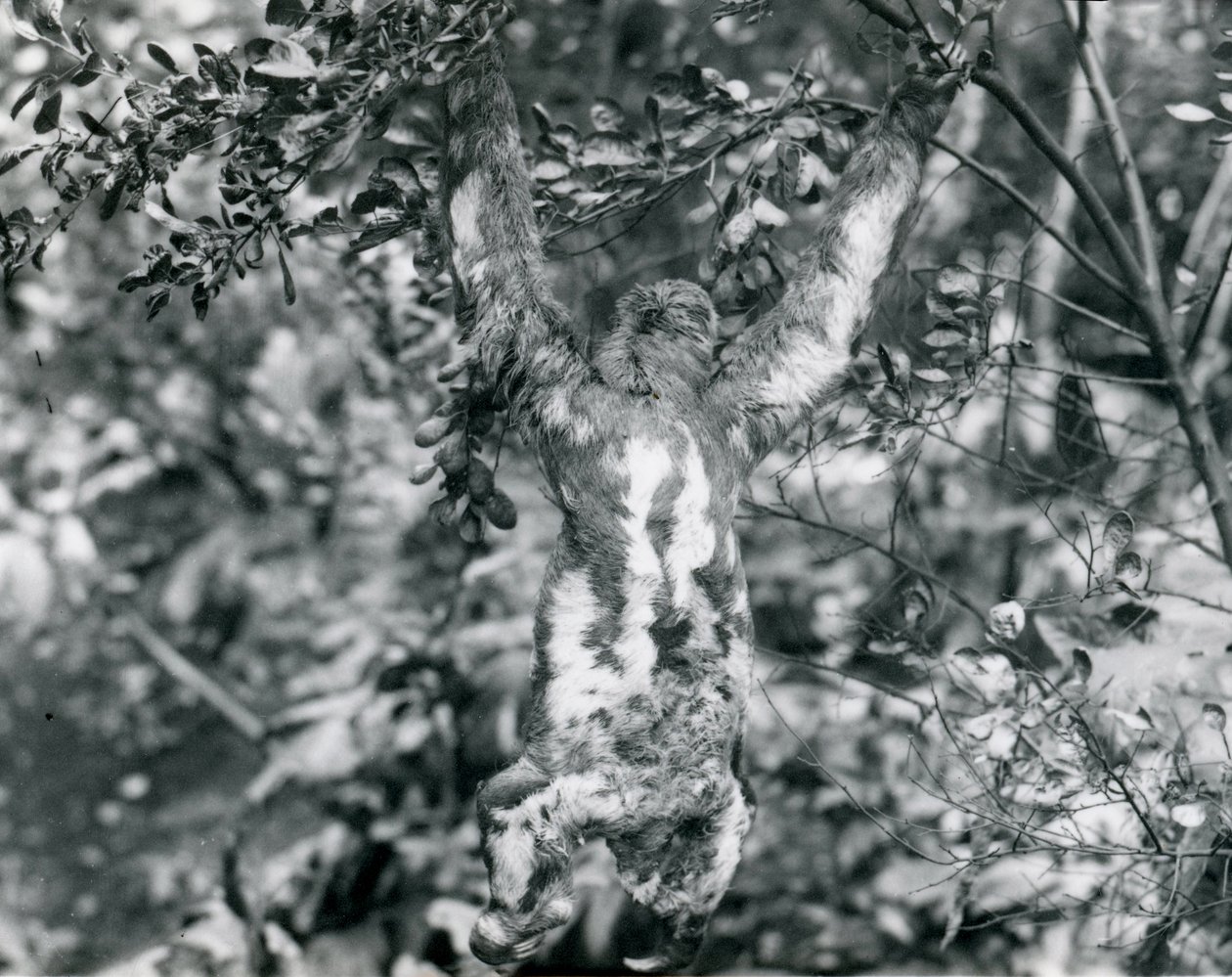 A Three-toed Sloth Hanging from a Leafy Branch at London Zoo, August 1920 by Frederick William Bond