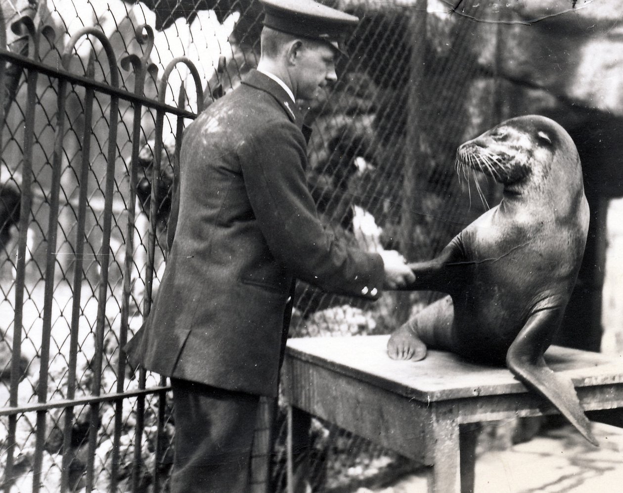 A Keeper and Sea Lion Shake Hands in 1931 by Frederick William Bond