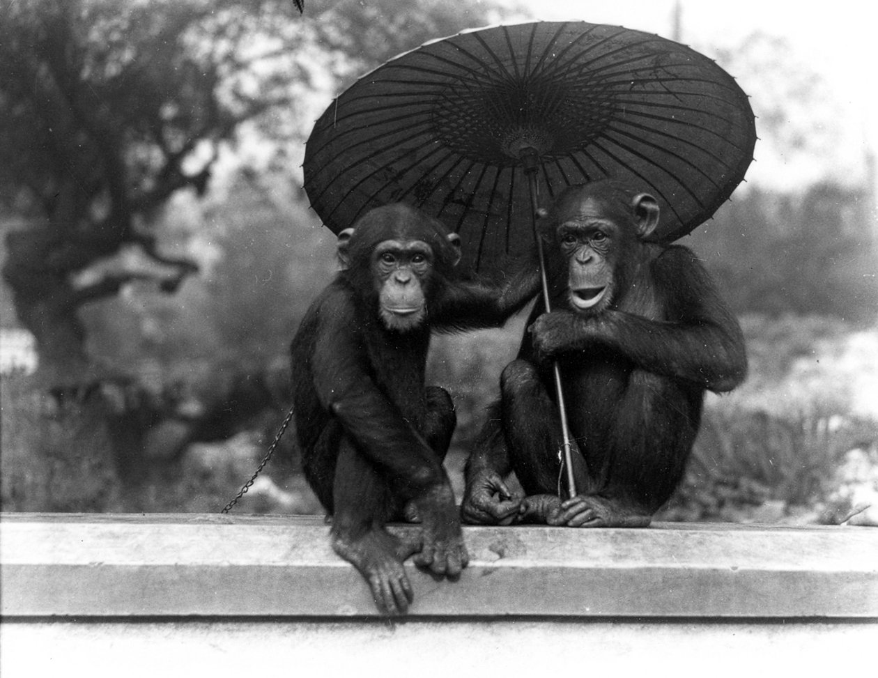 A pair of Chimpanzees at ZSL London Zoo, 1931 by Frederick William Bond