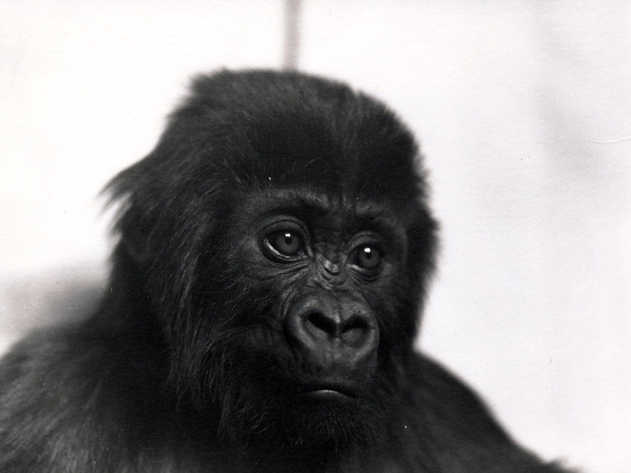 A portrait of the gorilla 
