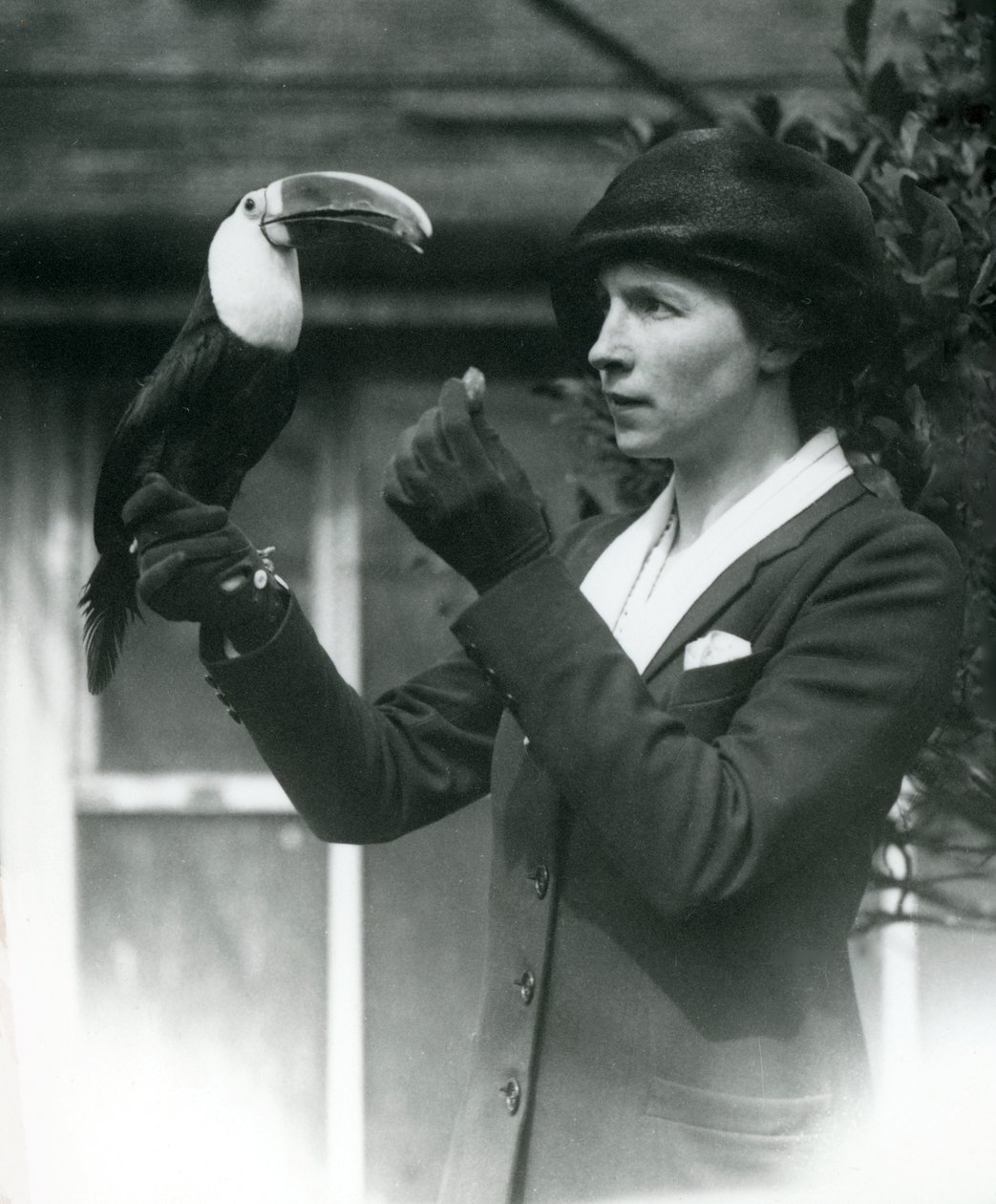 A white-throated toucan is fed by a lady while perching on her gloved hand, London Zoo by Frederick William Bond