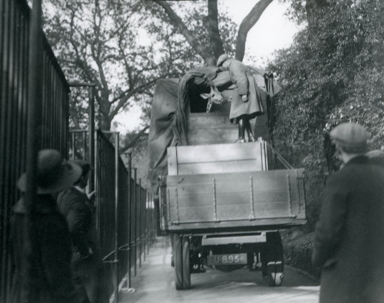 A young giraffe arriving at London Zoo by Frederick William Bond