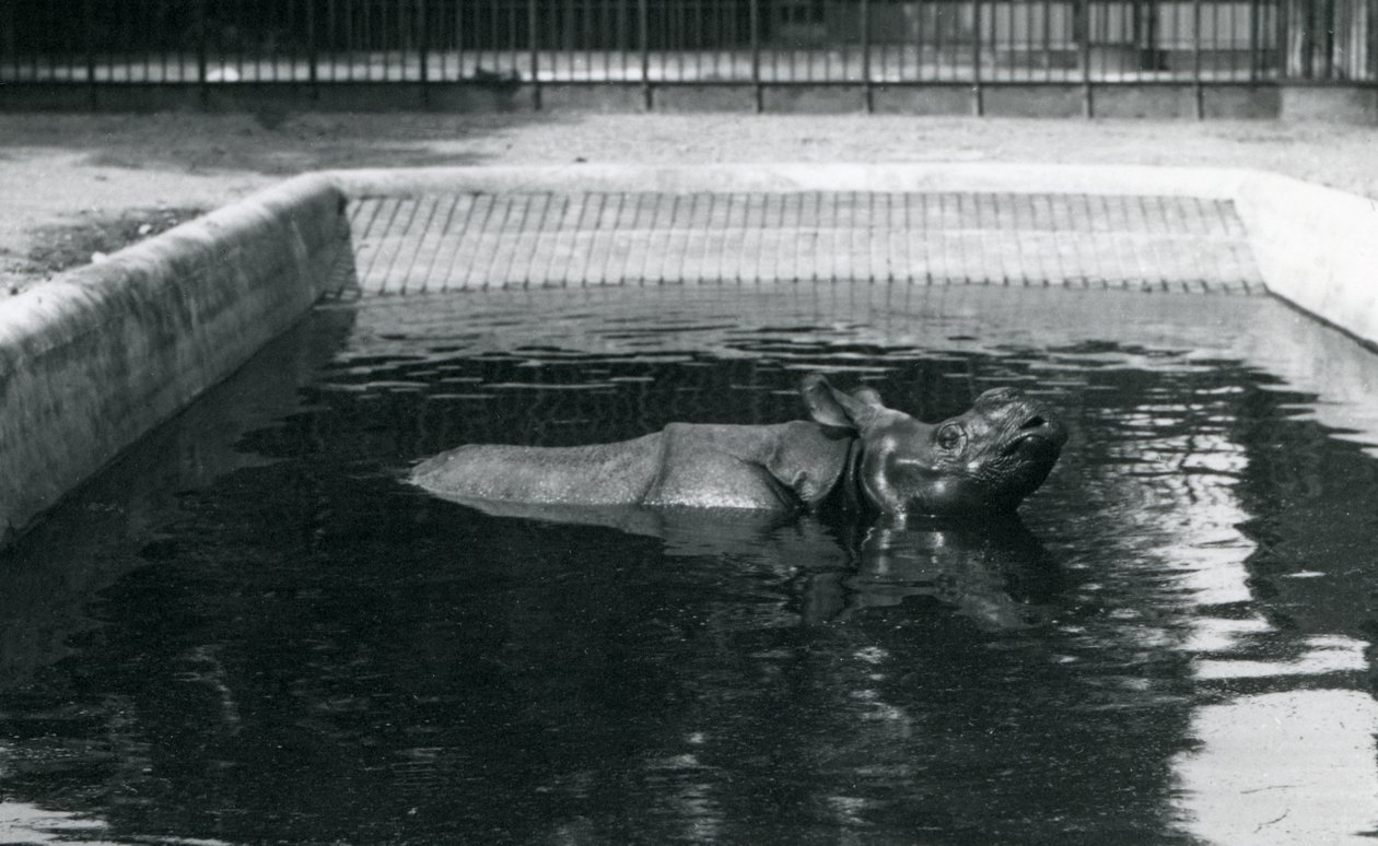 An Indian Rhinoceros in its Pool at London Zoo by Frederick William Bond
