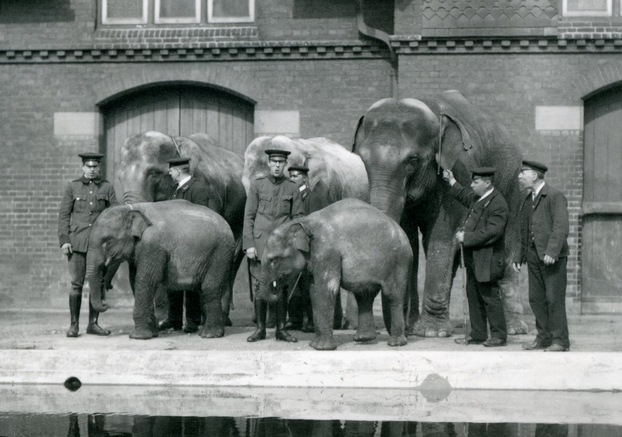 Asian Elephants with Their Keepers at London Zoo by Frederick William Bond