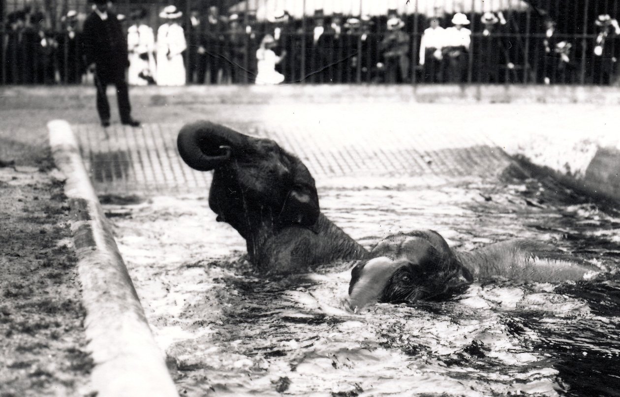 Elephants Bathing by Frederick William Bond