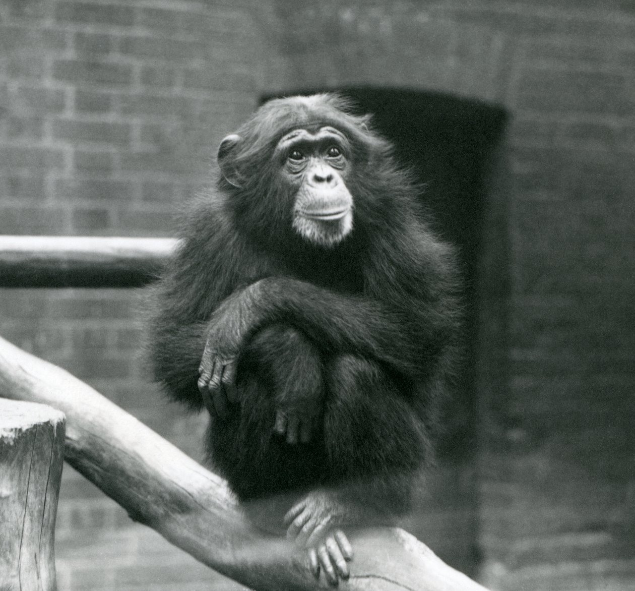 Female Chimpanzee Daisy Sits on a Branch in Her Enclosure at London Zoo, September 1923 by Frederick William Bond