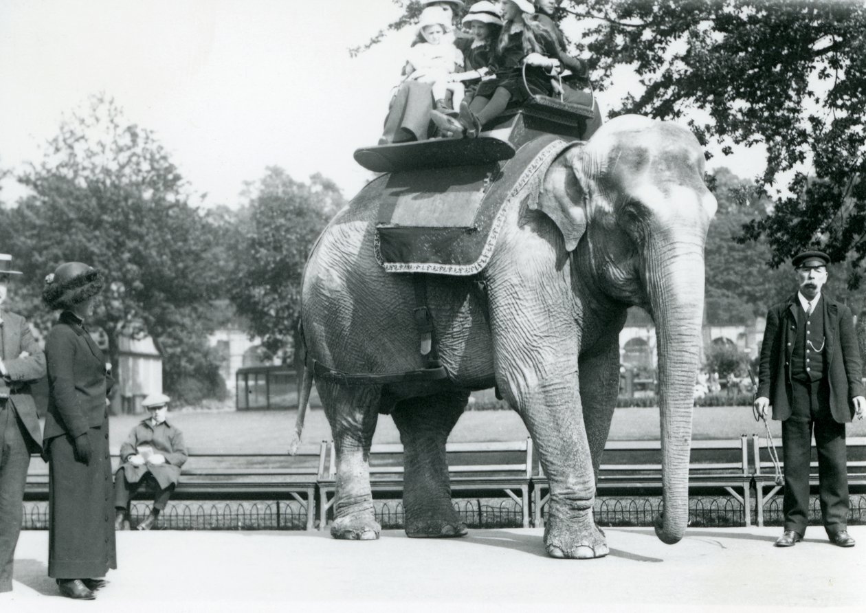 Female Indian Elephant 