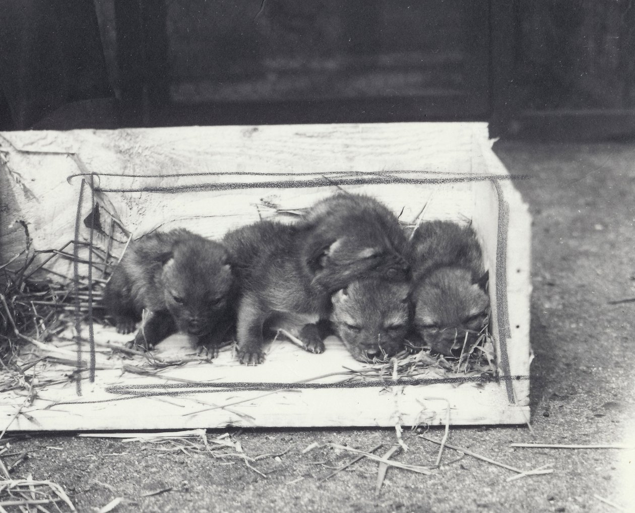 Jackal Pups in a Box by Frederick William Bond