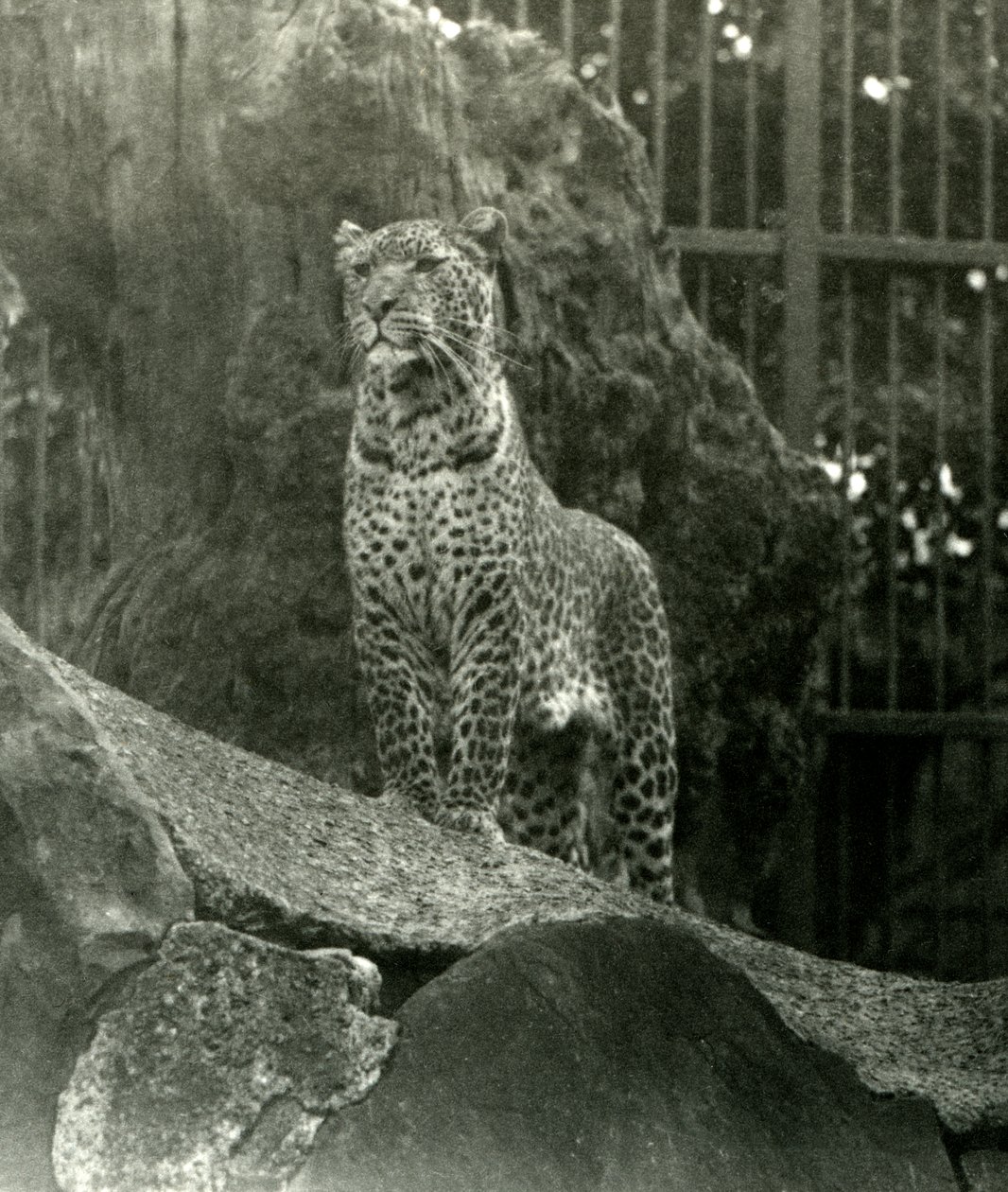 Leopard Rex Standing on Rocks in his Enclosure at London Zoo, 1923 by Frederick William Bond