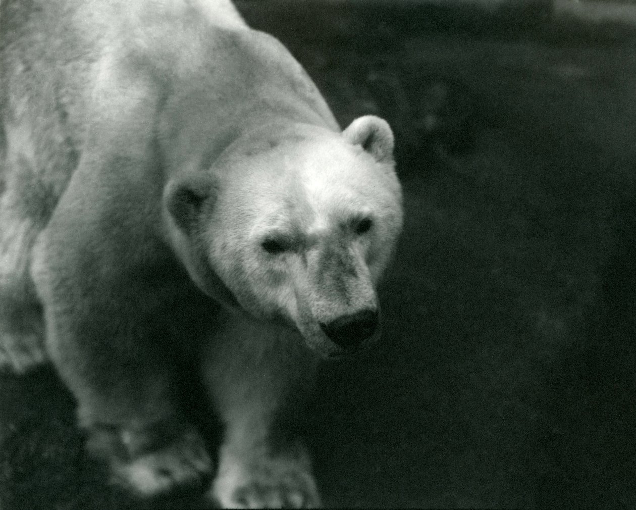 Polar Bear 