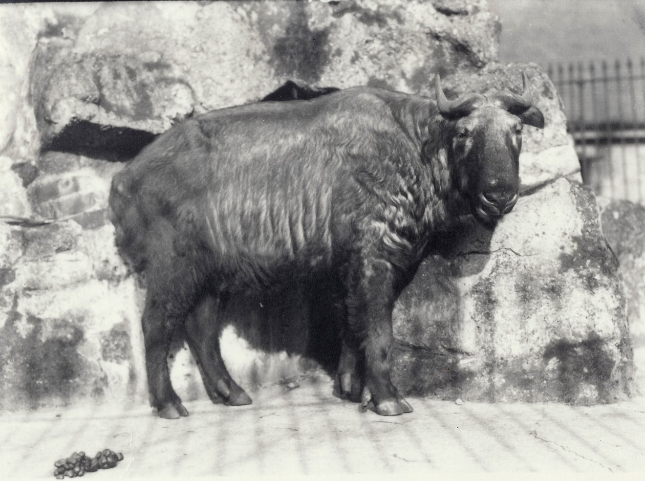 Takin, also known as cattle chamois or gnu goat, in London Zoo by Frederick William Bond