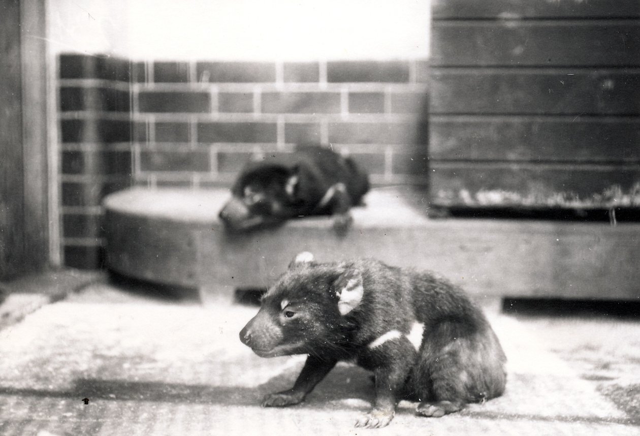 Tasmanian Devils by Frederick William Bond