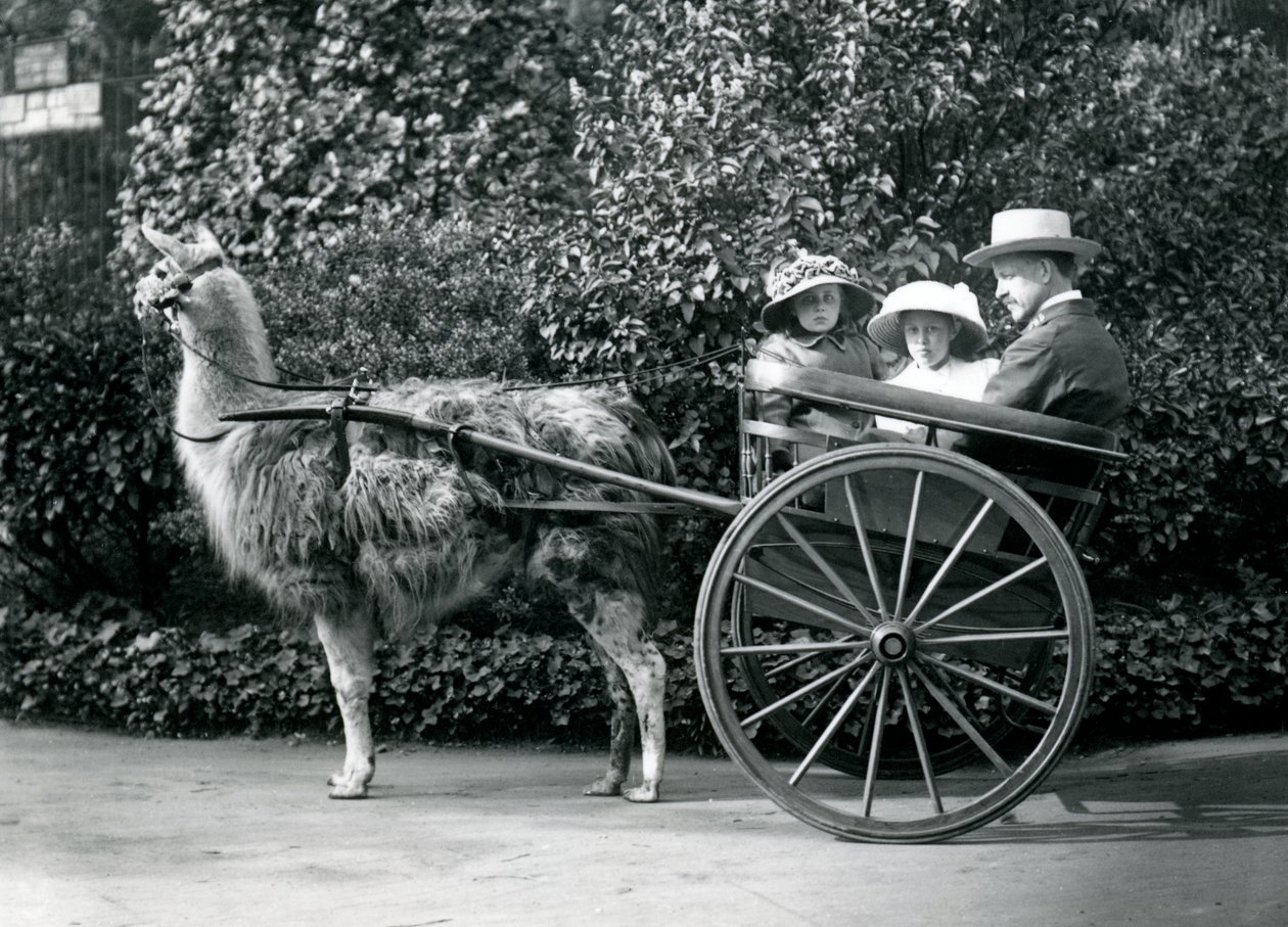 Three Visitors, Including Two Young Girls, Riding in a Cart Pulled by a Llama, London Zoo, c.1912 by Frederick William Bond