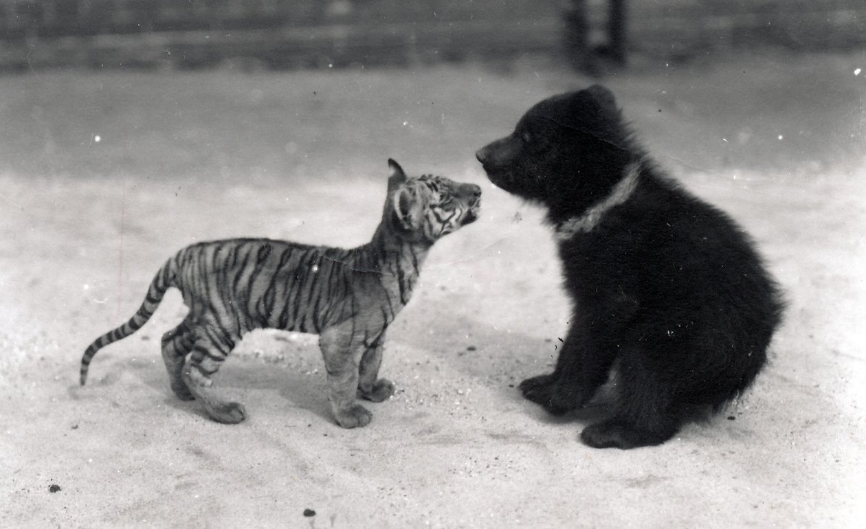 Tiger cub meets bear cub, 1914 by Frederick William Bond