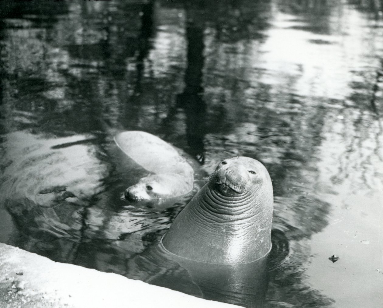 Two Southern Elephant Seals in their pool at London Zoo, 20th April 1914 by Frederick William Bond