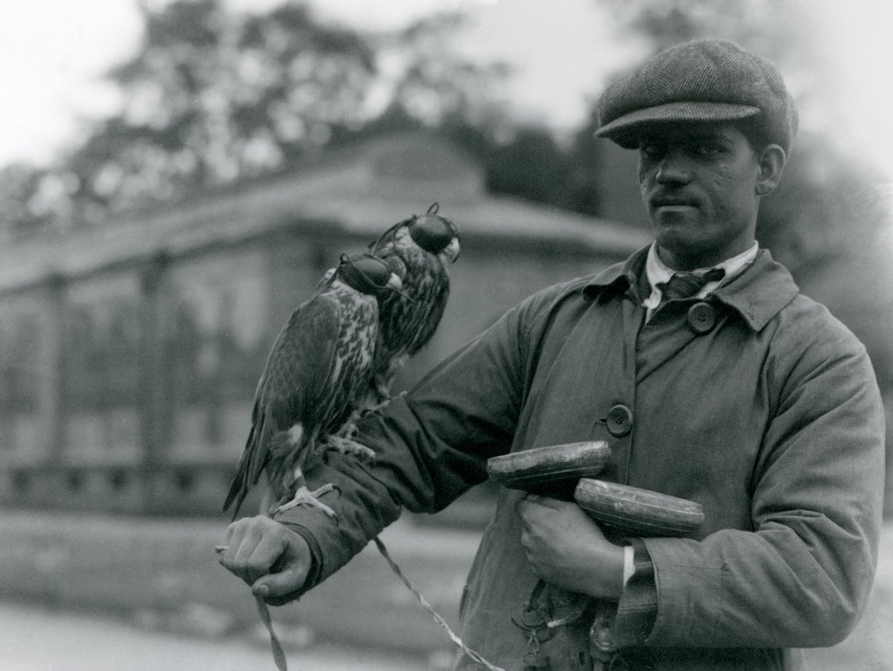 Two hooded falcons perching on the arm of their falconer at London Zoo by Frederick William Bond