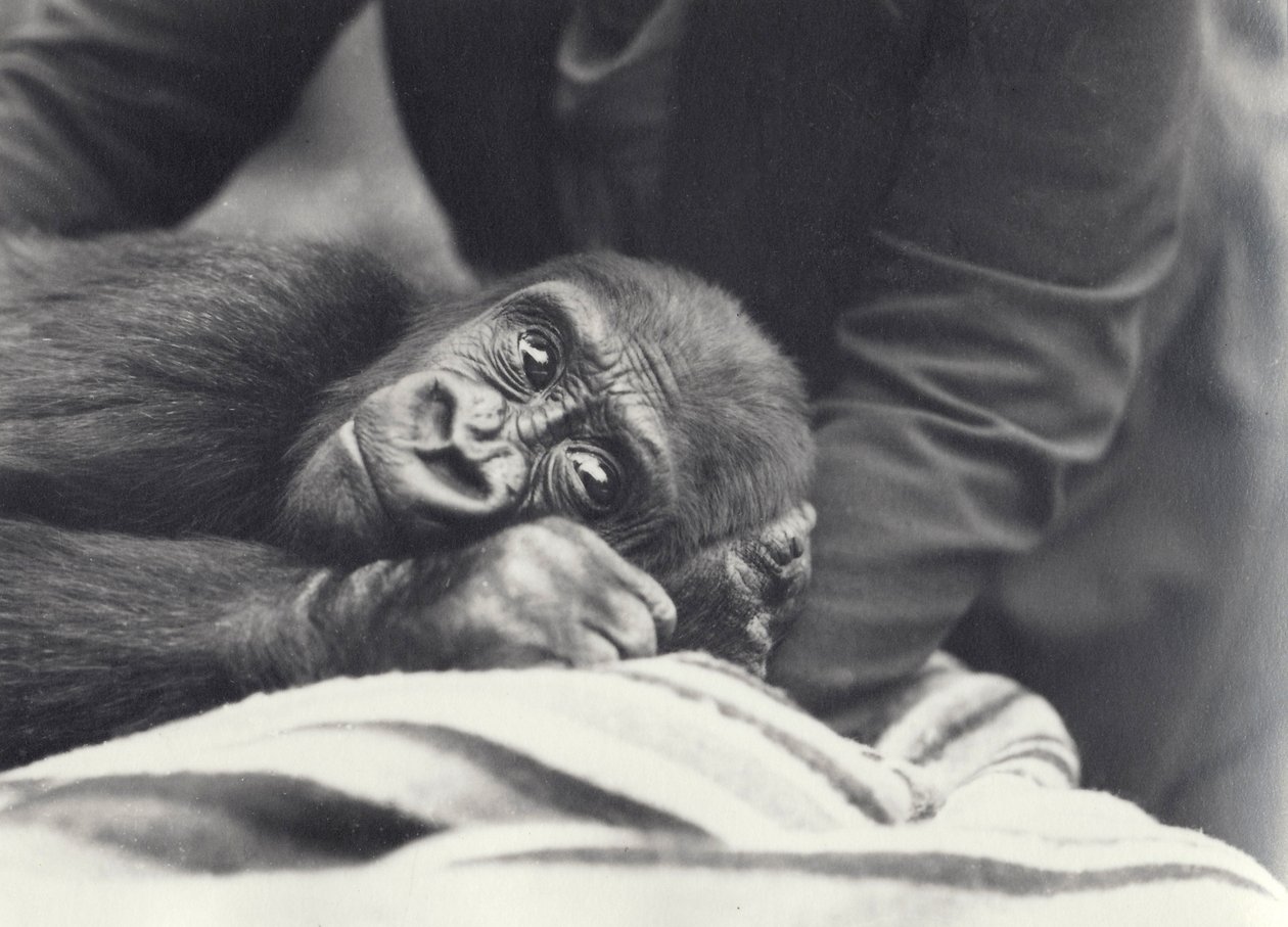 Young Gorilla 