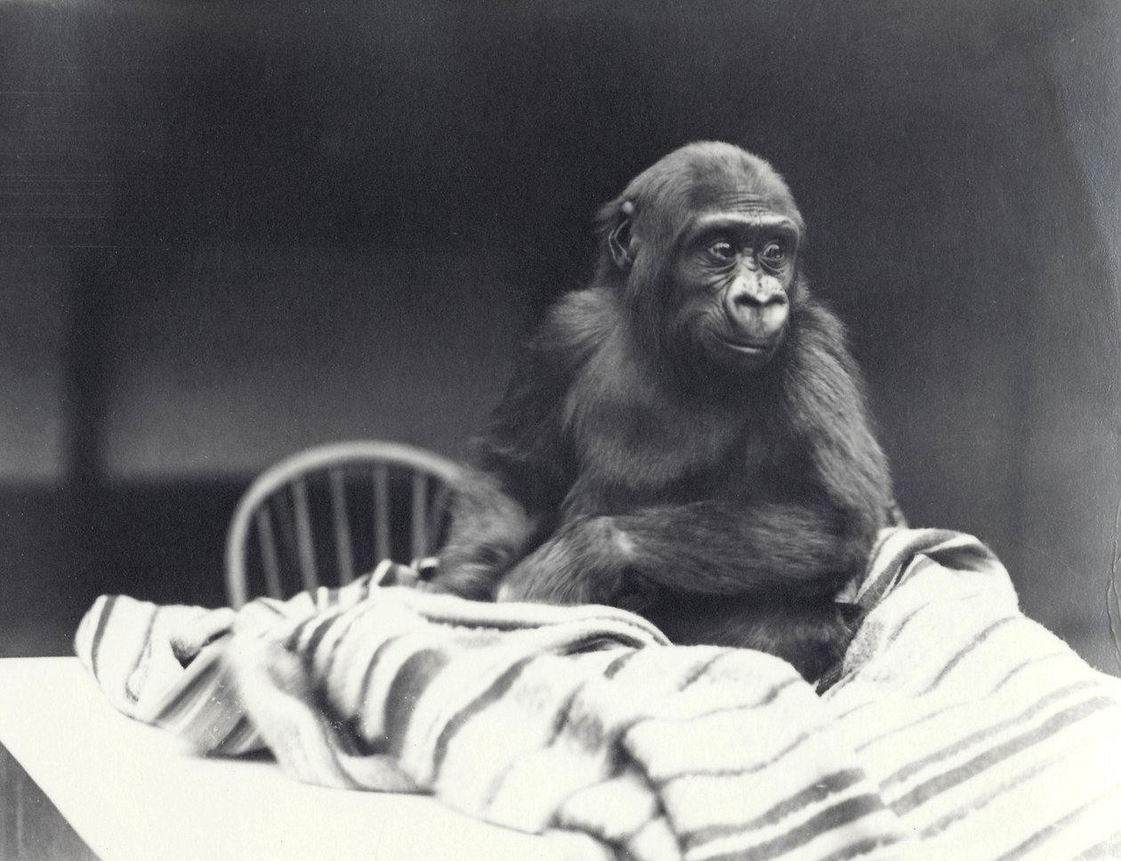 Young Gorilla 