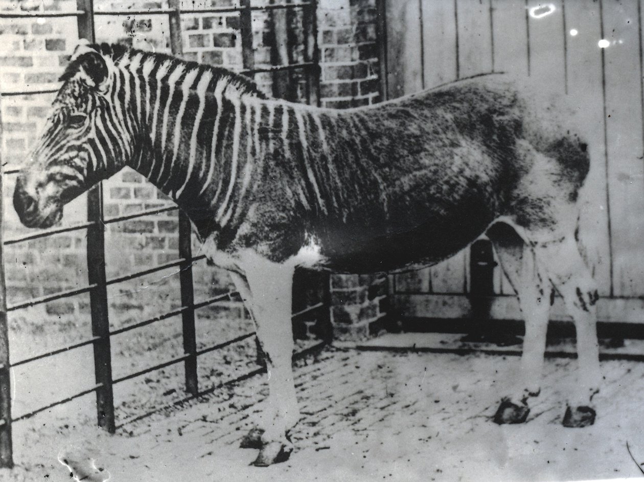 Quagga at ZSL London Zoo, probably summer 1870 by Frederick York