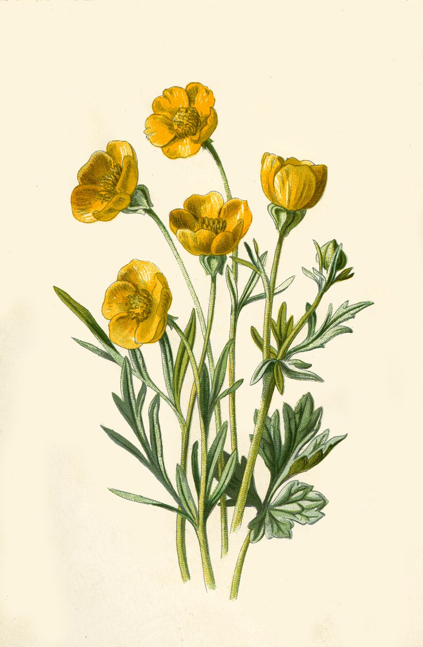 Bulbous Crowfoot, 1877 by Frederick Edward Hulme