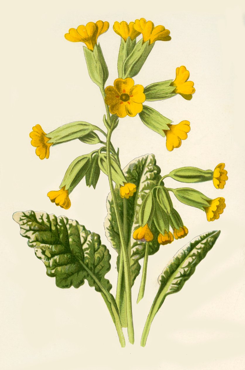 Cowslip by Frederick Edward Hulme