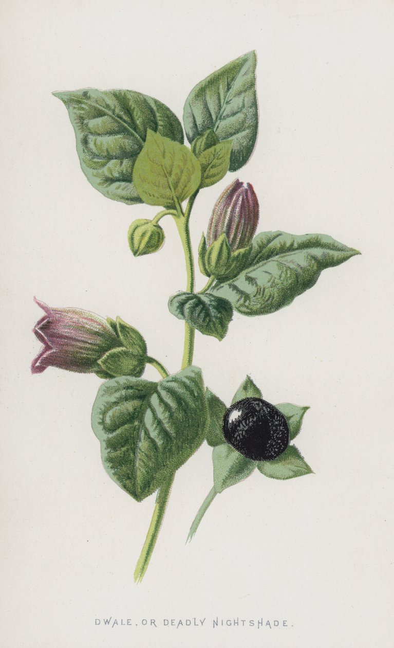 Dwale, or Deadly Nightshade by Frederick Edward Hulme