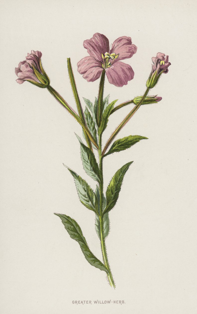 Greater Willow-Herb by Frederick Edward Hulme