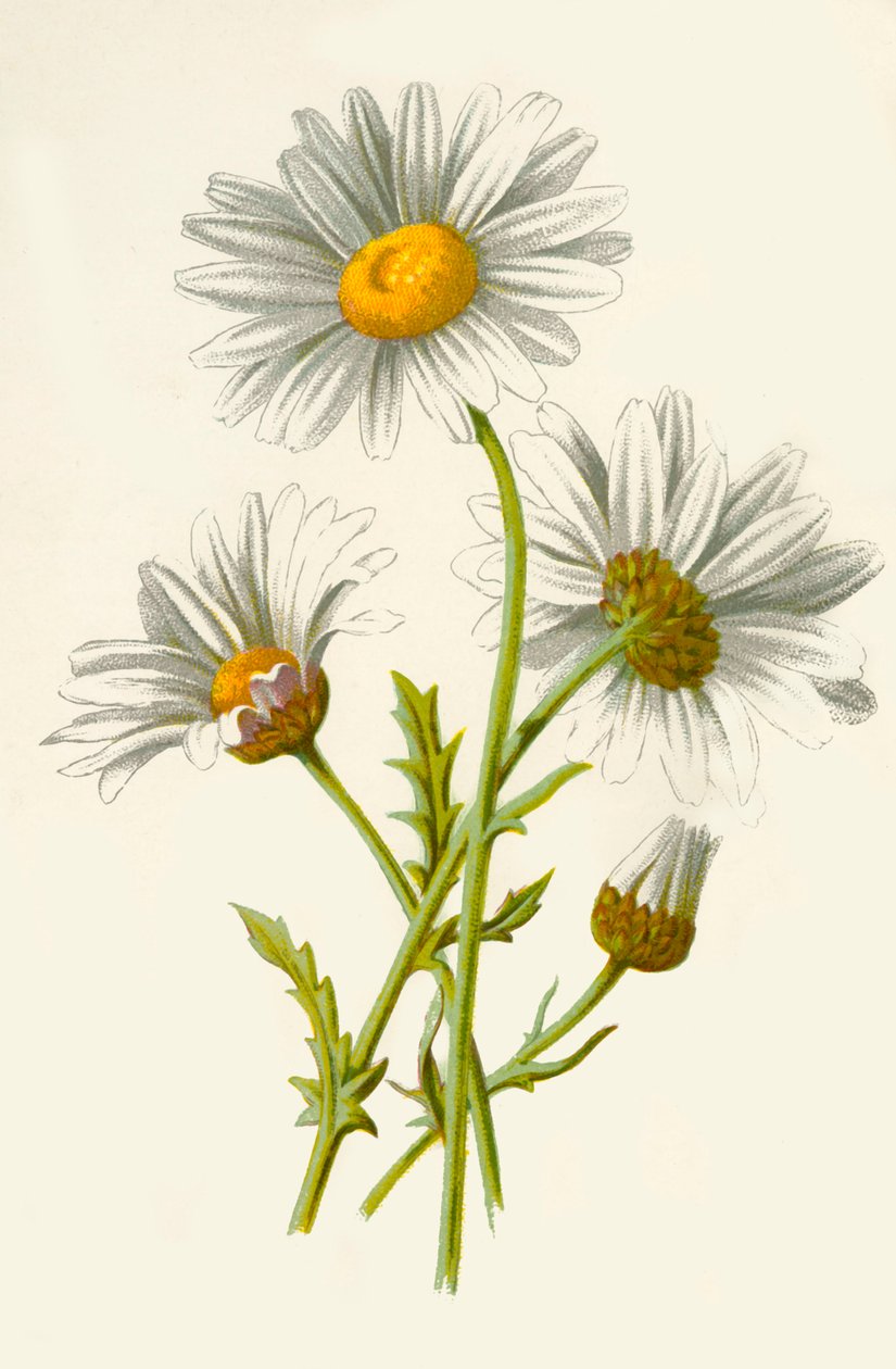 Ox-Eye Daisy by Frederick Edward Hulme