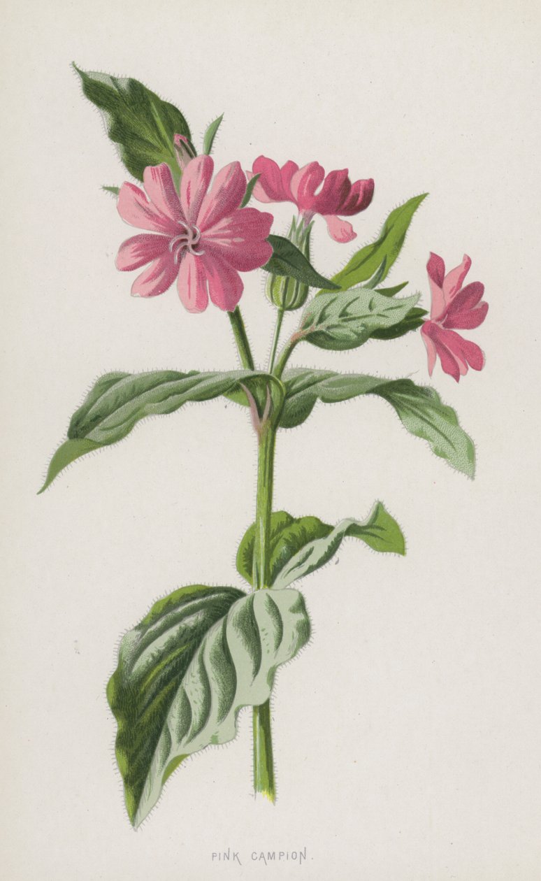 Pink Campion by Frederick Edward Hulme