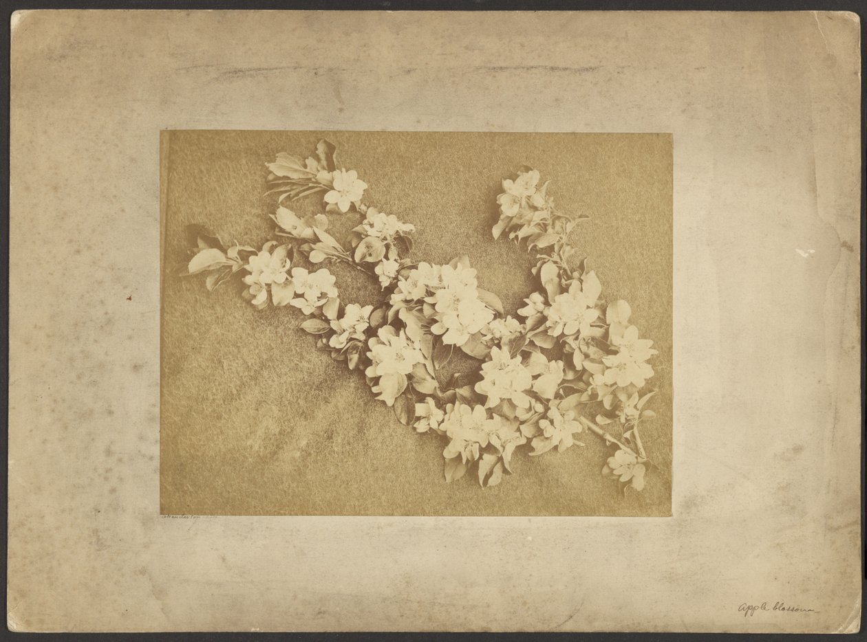 Apple Blossom by Frederick H. Hollyer