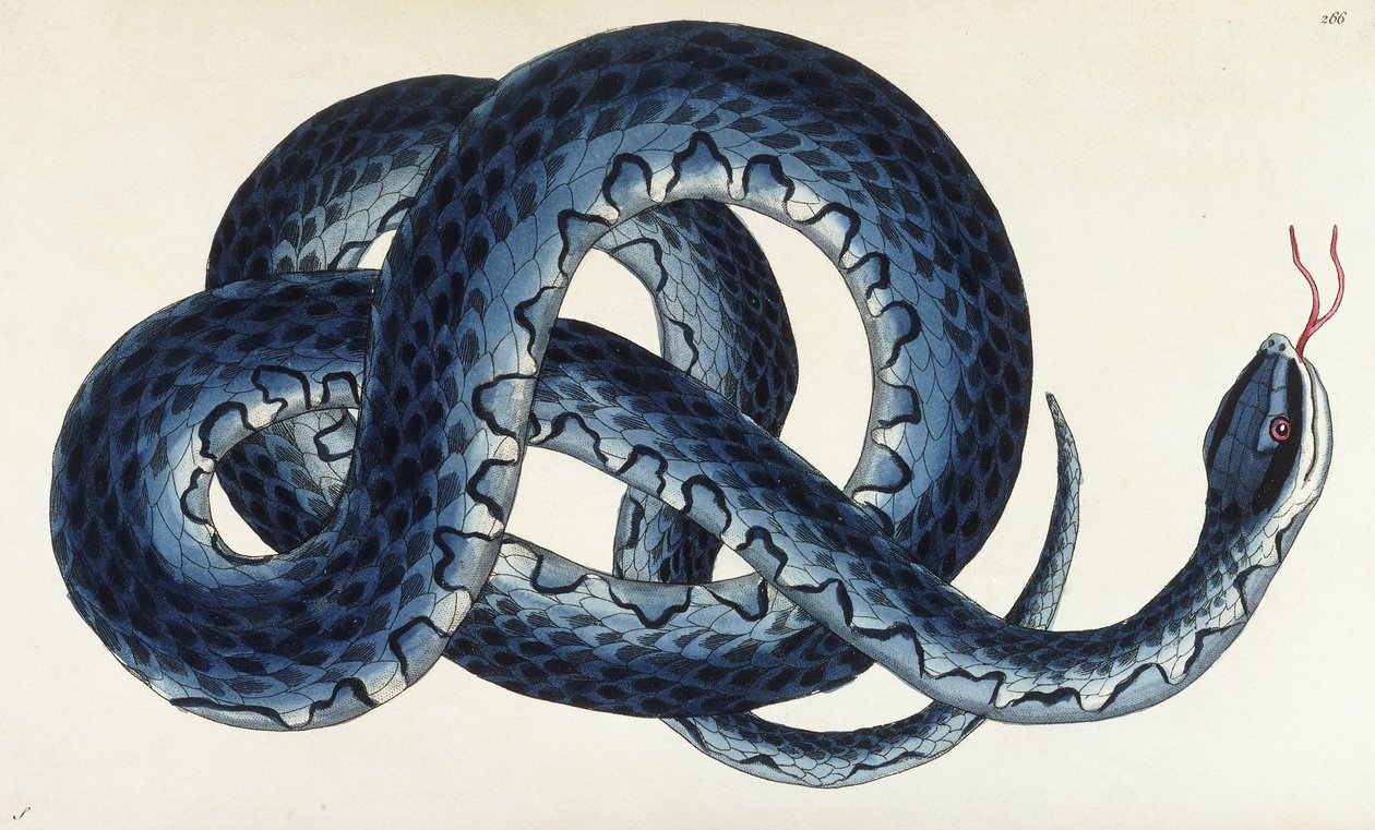 Southern Water Snake by Frederick Polydor Nodder