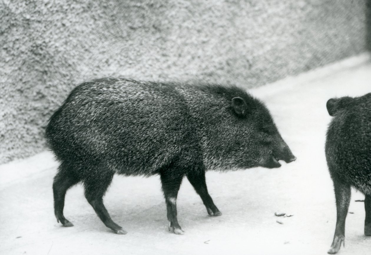 Collared Peccaries at London Zoo by Frederick William Bond