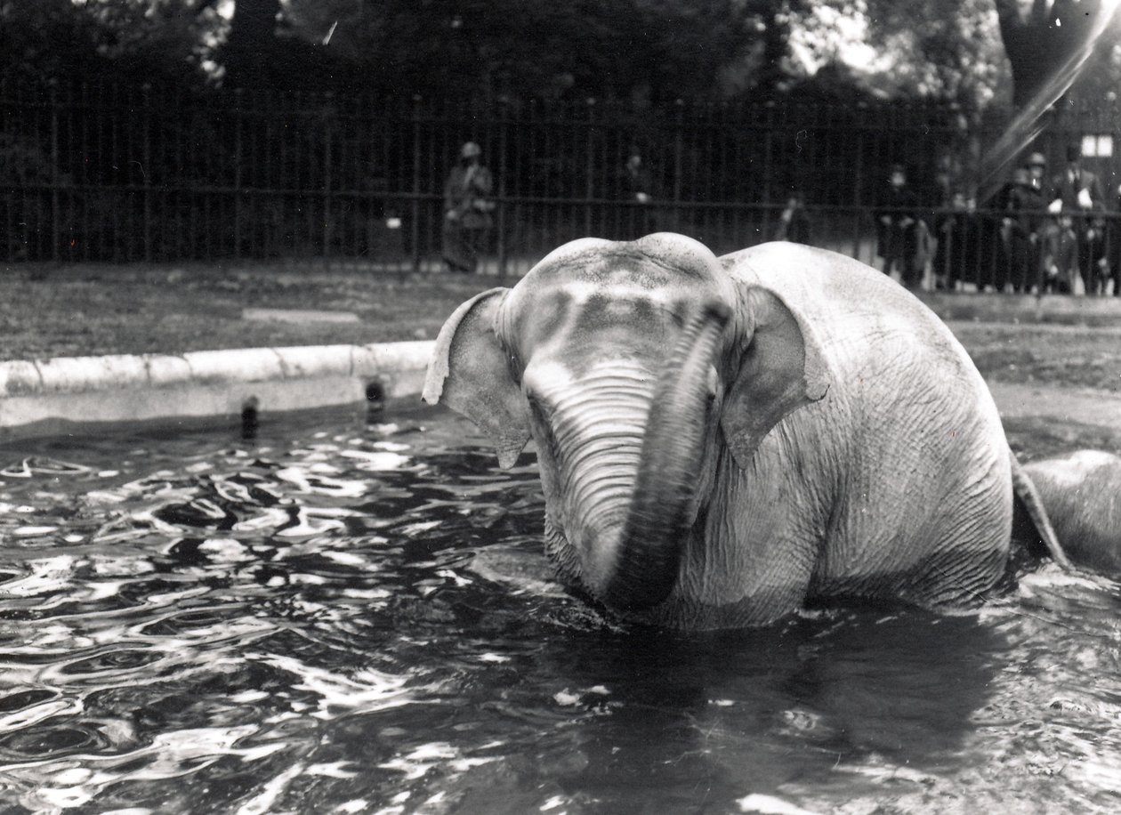 Elephant bathing by Frederick William Bond
