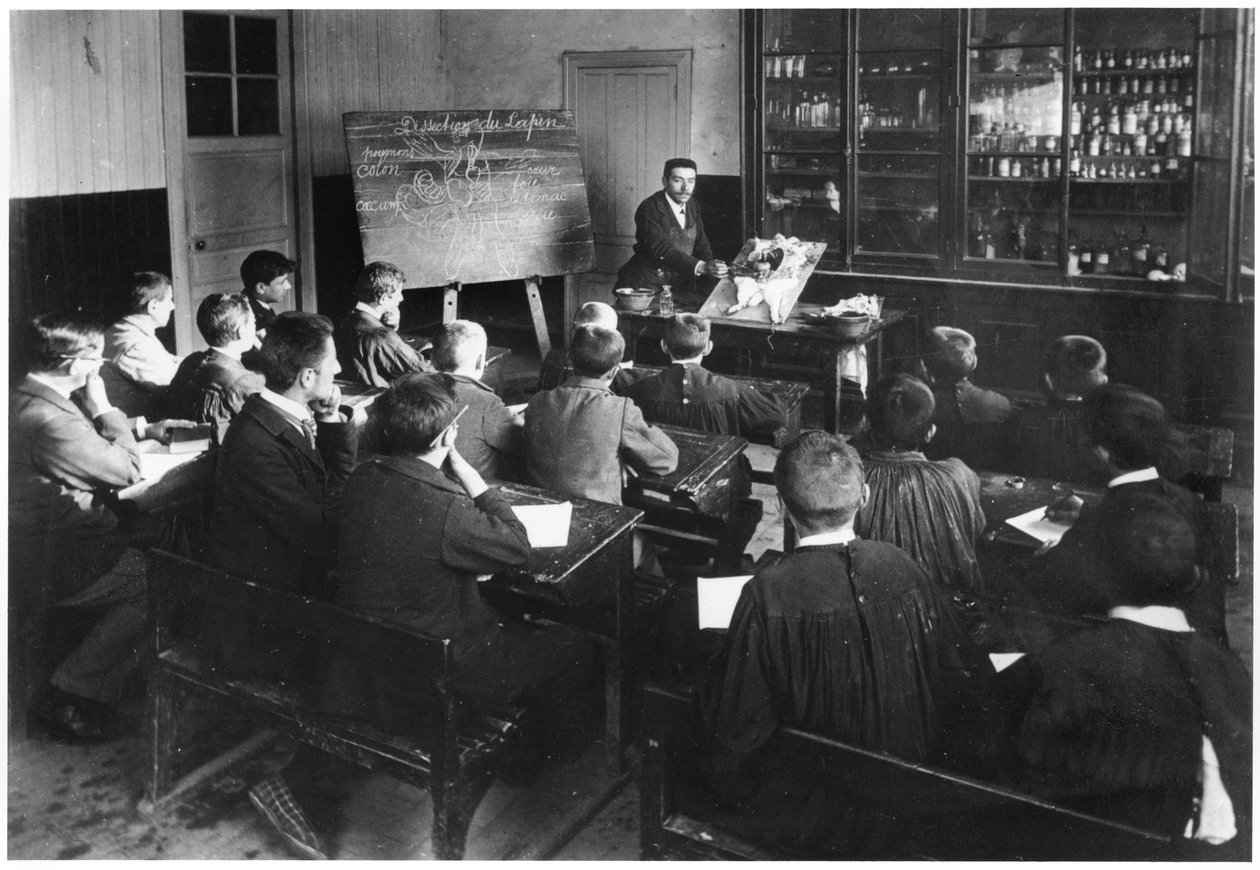 A Natural History Class in a Primary School, Orme, Dissection of a Rabbit by French Photographer