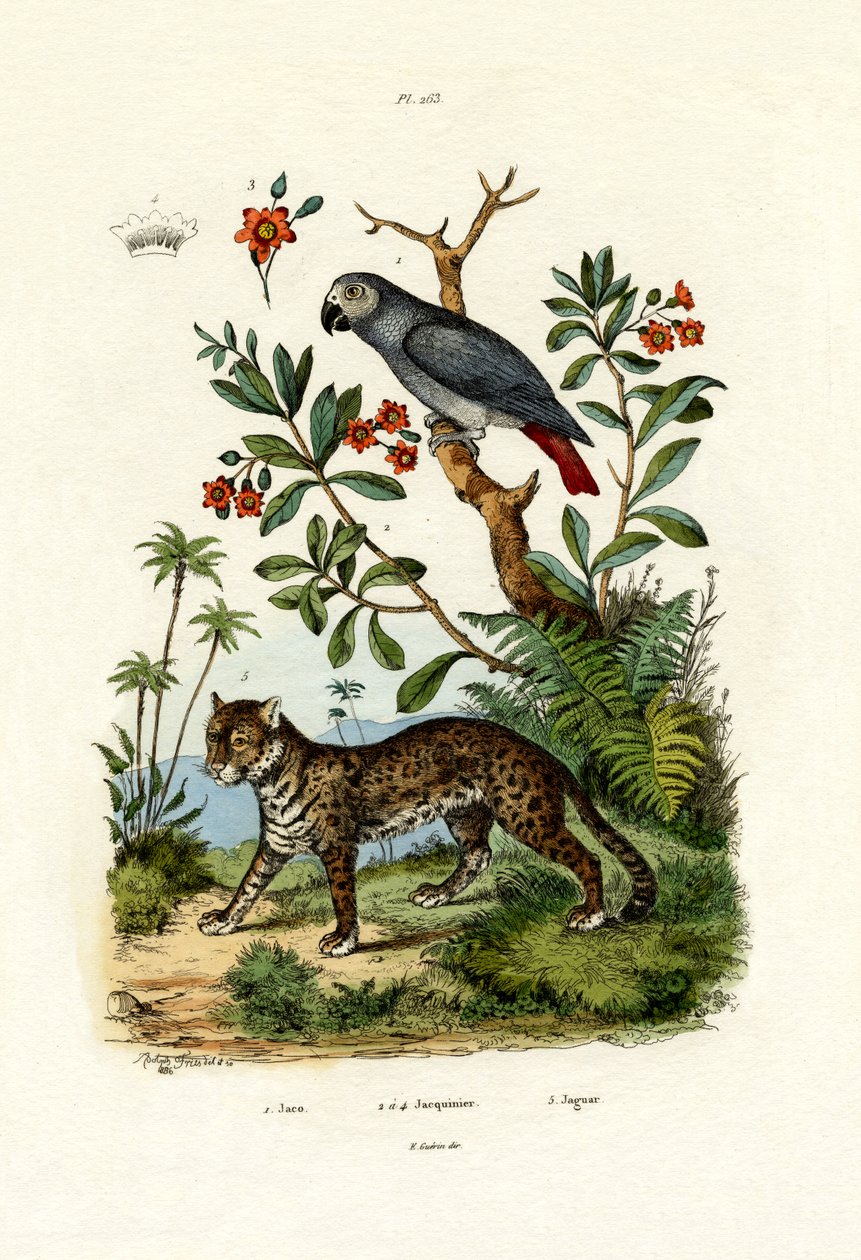 African Grey Parrot by French School