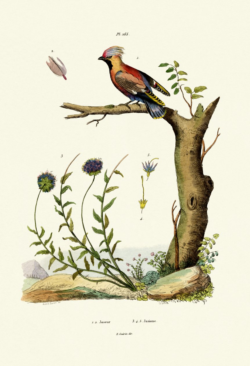 Bohemian Waxwing by French School