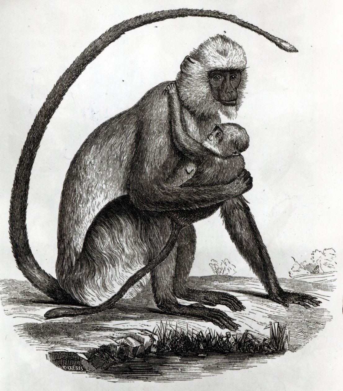 Brazilian Monkey by French School