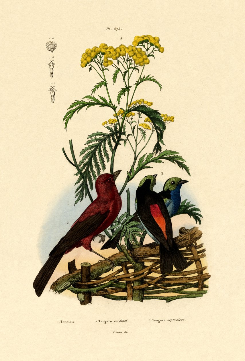 Common Tansy by French School