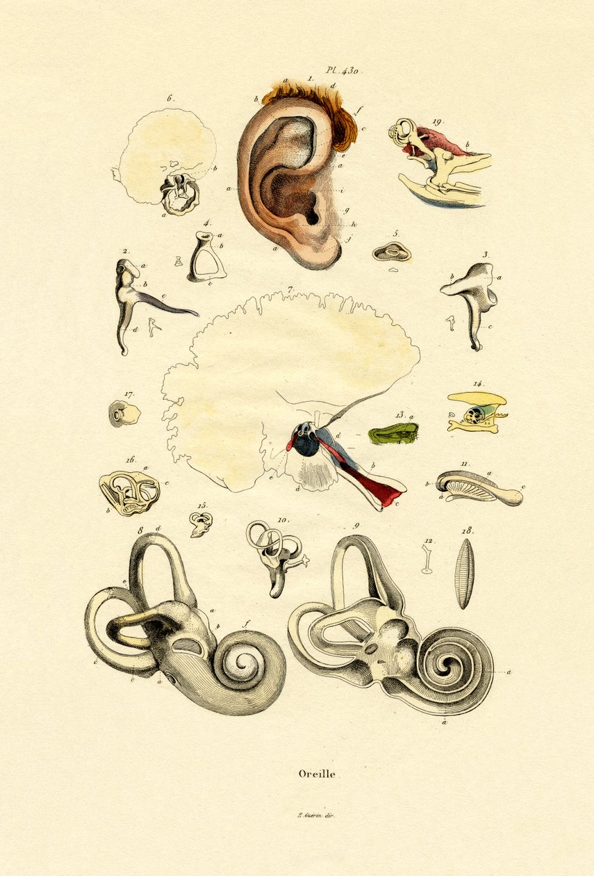 Ear by French School