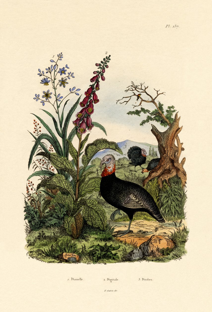 Flaxlily by French School