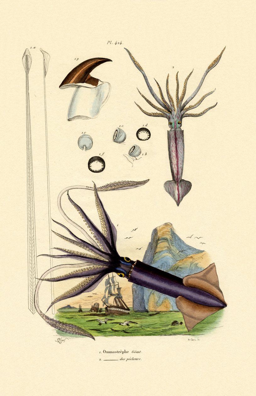 Giant Squid by French School