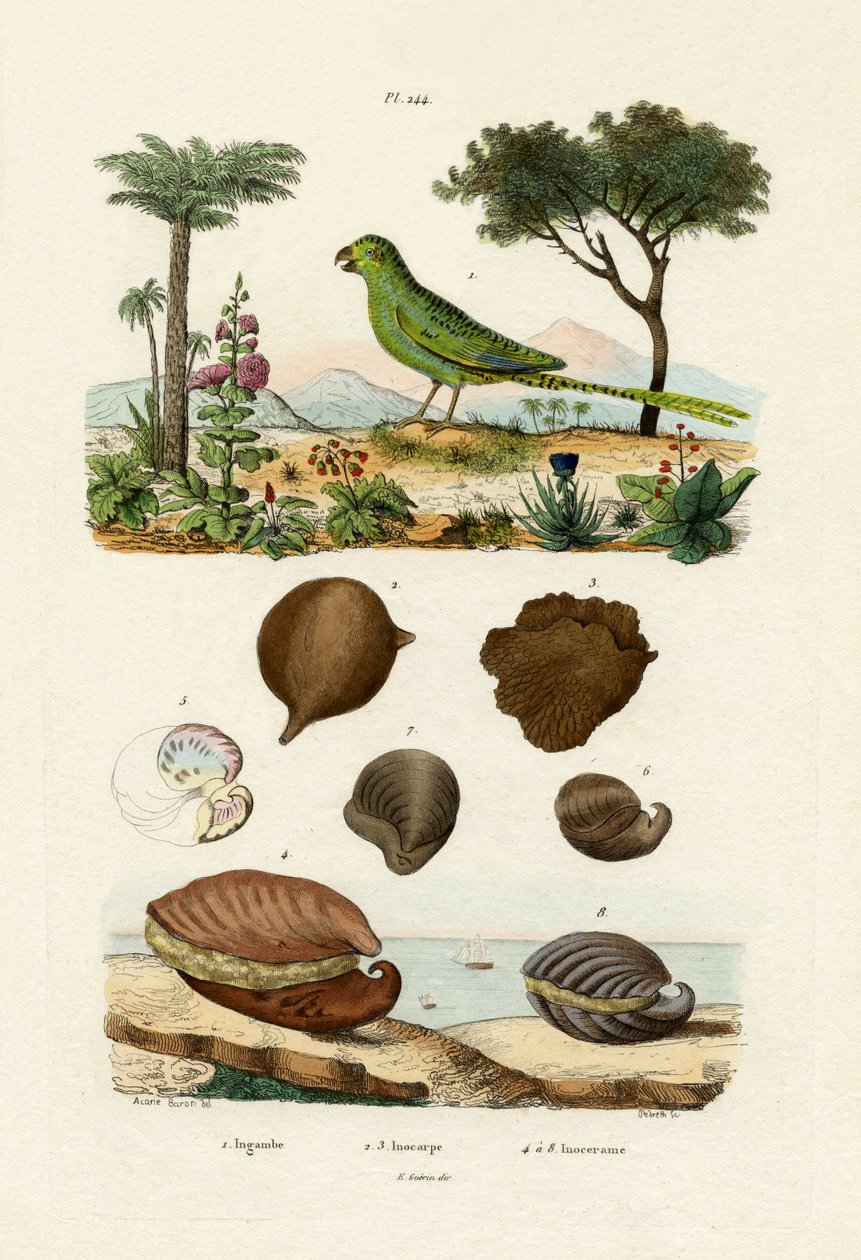 Ground Parrot by French School