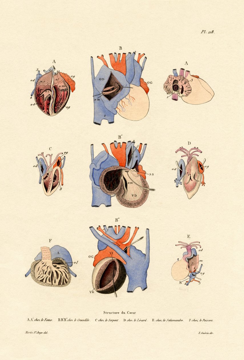 Heart Structure by French School