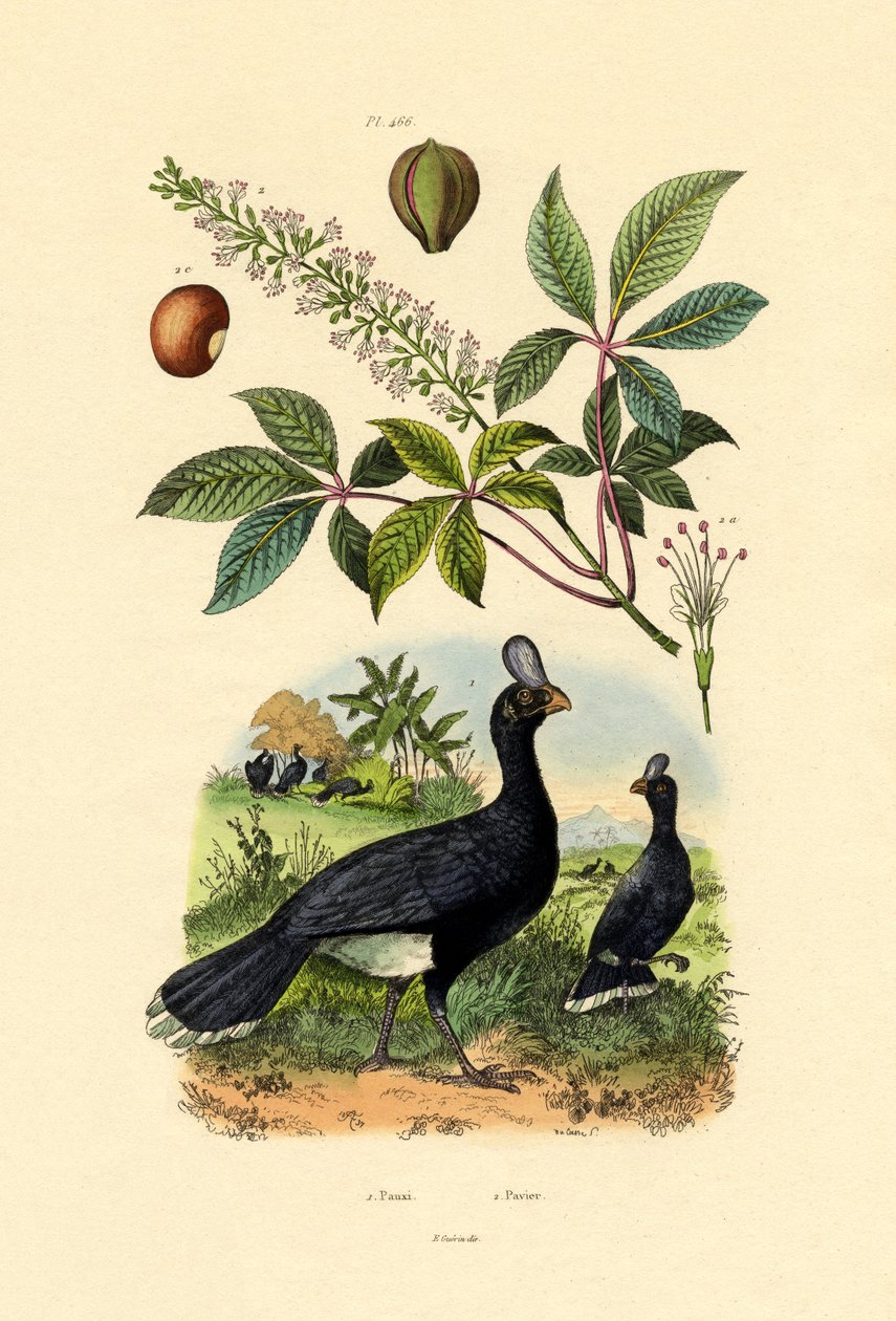 Helmeted Curassow by French School