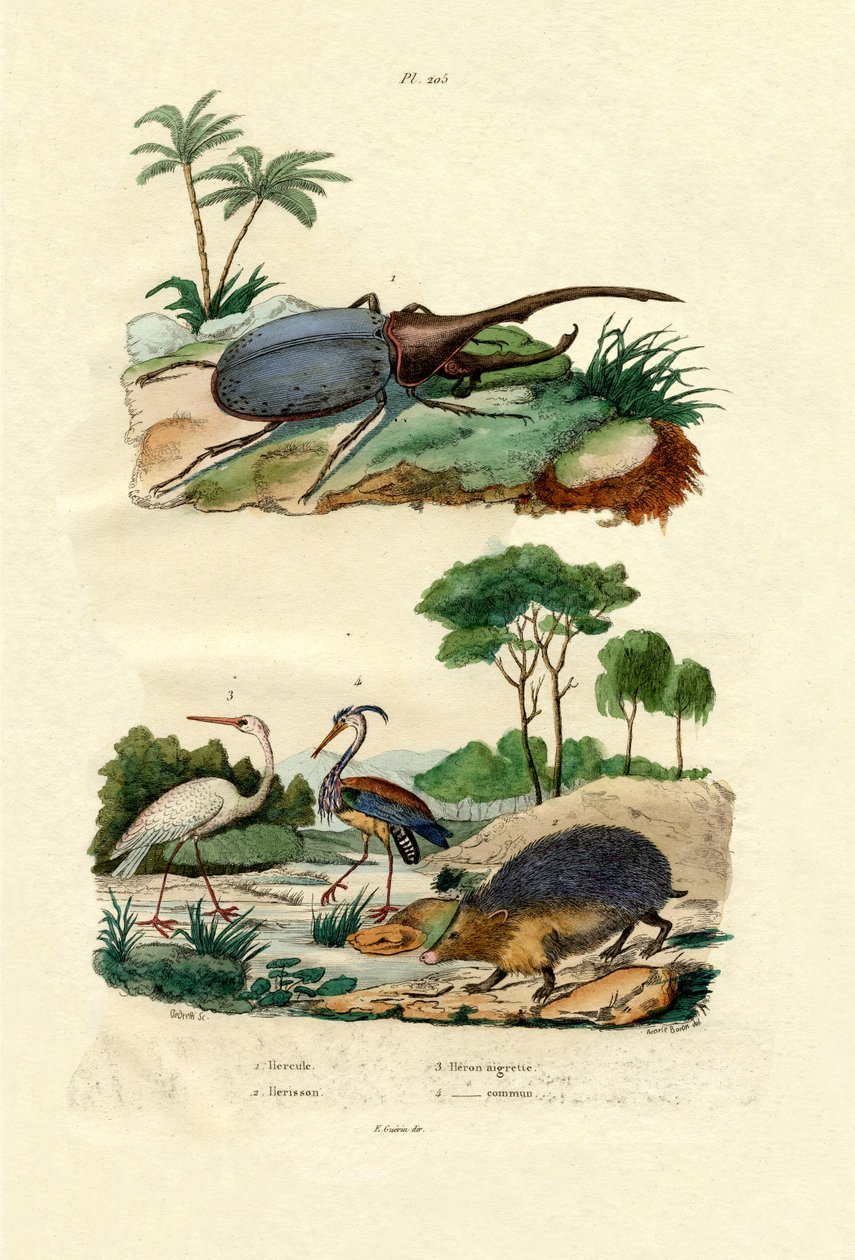 Hercules Beetle by French School