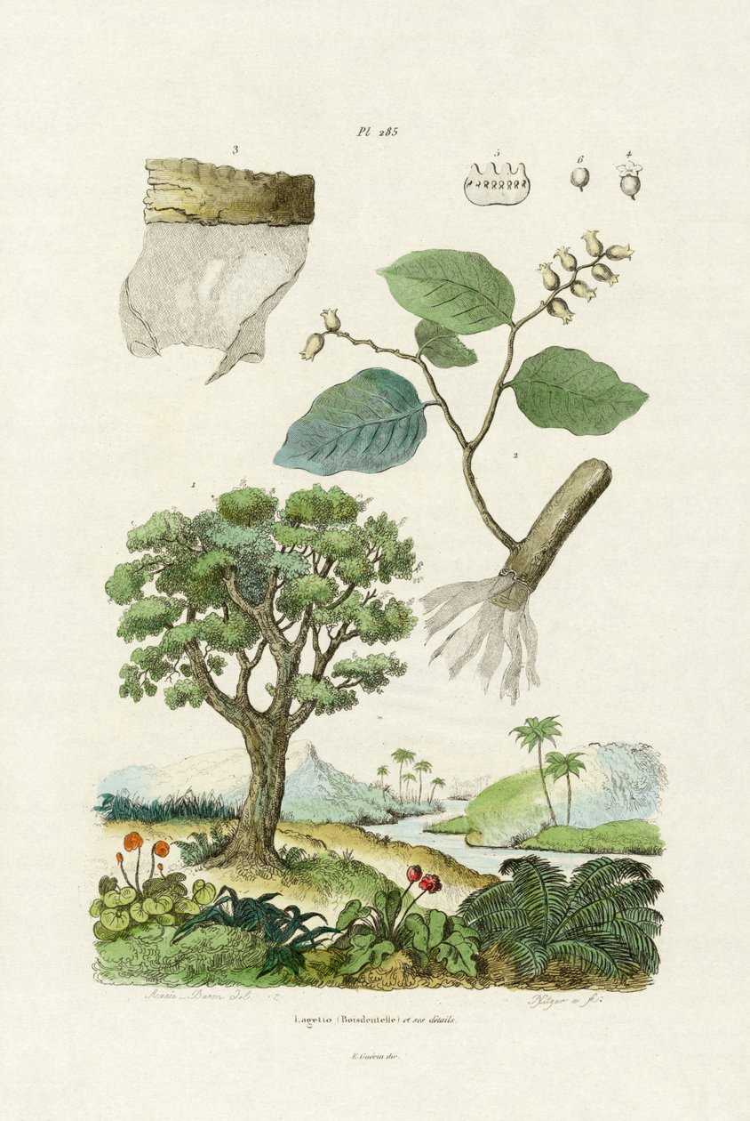 Lacebark Tree by French School