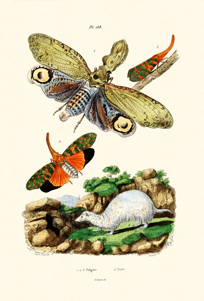 Lanternfly by French School