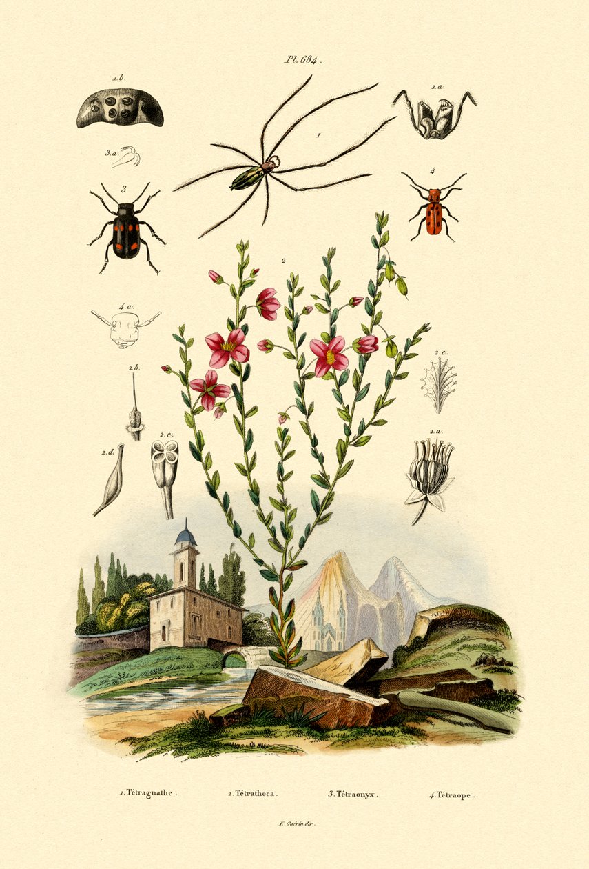 Long-jawed Spider by French School